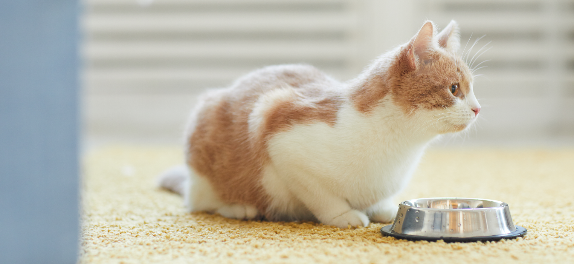 como combinar comida húmeda y seca para gatos